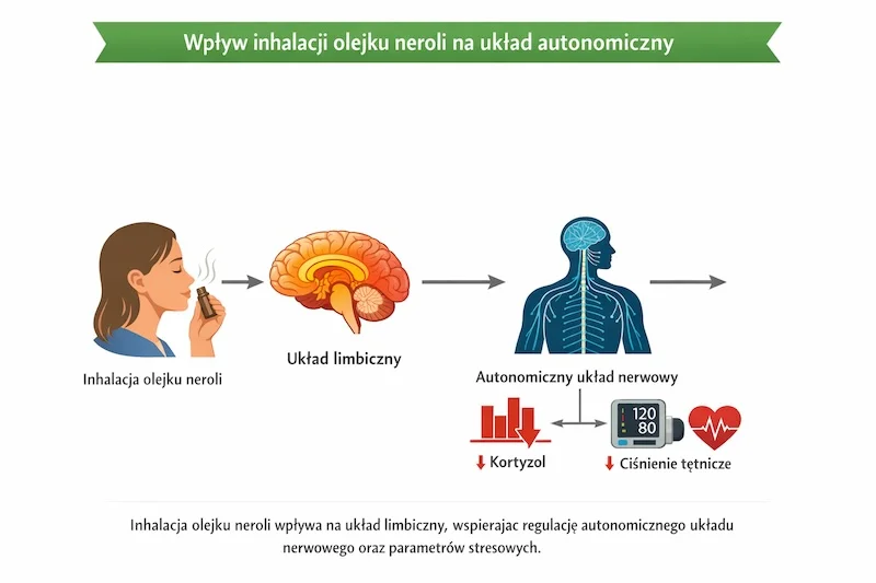 Schemat działania olejku neroli (Citrus aurantium var. amara) – wpływ inhalacji na układ limbiczny, autonomiczny układ nerwowy, poziom kortyzolu i ciśnienie tętnicze.