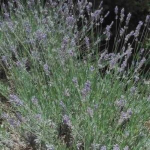 Lawenda grecka Lavandula angustifolia