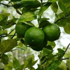 Owoce limonki Citrus aurantifolia