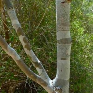 Drzewo katafray Cedrelopsis grevei