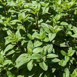 Roślina mięta polna Mentha arvensis