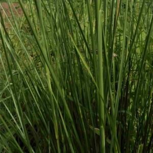 Trawa wetiwerowa Vetiveria zizanoides (Wetiwer Bourbon)