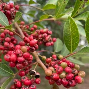 Owoce brazylijskiego pieprzu Schinus terebinthifolius