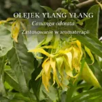 Olejek Ylang Ylang – kwiaty Cananga odorata i zastosowanie w aromaterapii
