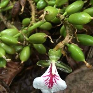 Roślina kardamon Elettaria cardamomum