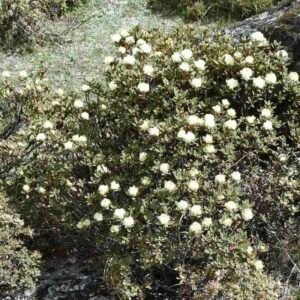 Krzew rododendronu himalajskiego Rhododendron anthopogon