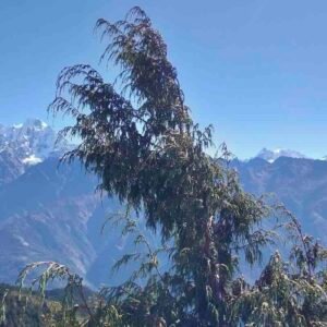 Jałowiec himalajski Juniperus recurva