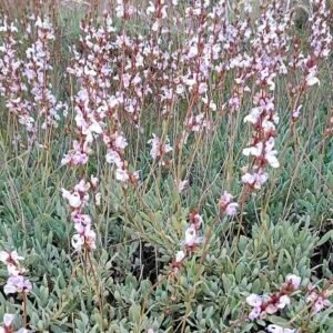 Szałwia hiszpańska Salvia lavandulaefolia rosnąca w naturalnym środowisku