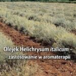 kocanka helichrysum italicum pole uprawne
