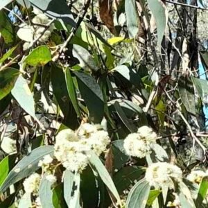 Drzewo eukaliptusa miętowego Eucalyptus dives