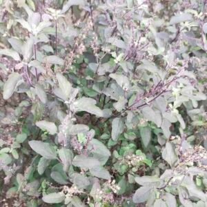 olejek swieta bazylia