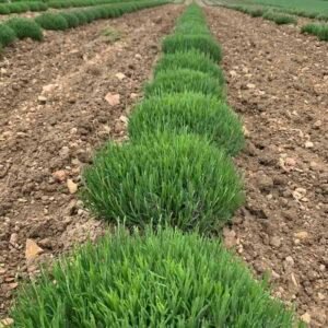 Lavandula angustifolia – lawenda Lavandula angustifolia Maillette – lawenda