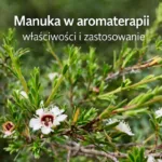 Krzew manuka (Leptospermum scoparium) z kwiatami – manuka w aromaterapii, właściwości i zastosowanie