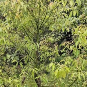 Drzewo Ho Wood Cinnamomum camphora (chemotyp linalool)