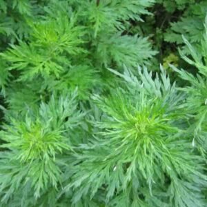 Roślina Davana Artemisia pallens