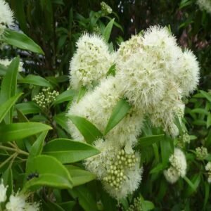 Kwiaty mirtu cytrynowego Backhousia citriodora