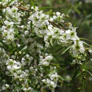 Leptospermum-petersonii drzewo