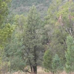 Australijski cyprys biały White Cypress Callitris glaucophylla