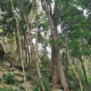 Australijskie drzewo różane Dysoxylum fraserianum w naturalnym środowisku