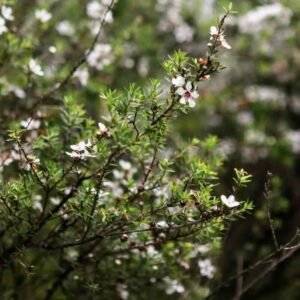 Leptospermum scoparium krzew