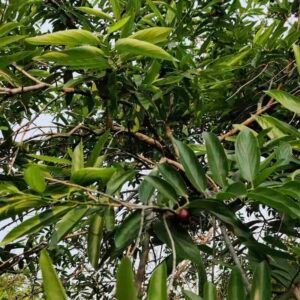 santalum album drzewo