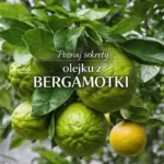 Owoce bergamotki na drzewie – naturalne źródło olejku eterycznego wspierającego relaks i wymagającego ostrożnego stosowania na słońcu