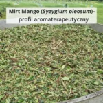 liście przed destylacją olejku Mirt Mango (Syzygium oleosum)